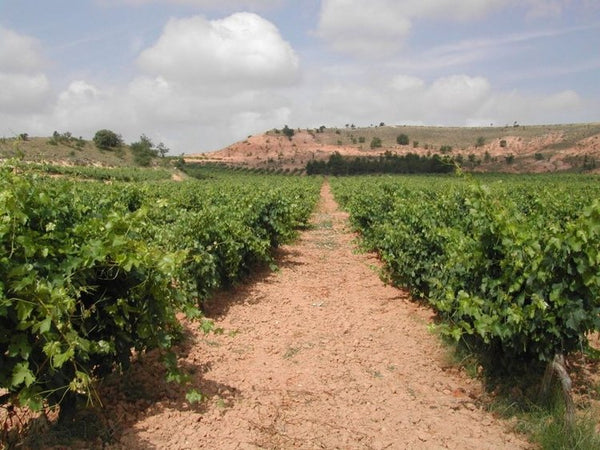 Ébano Viñedos y Bodegas