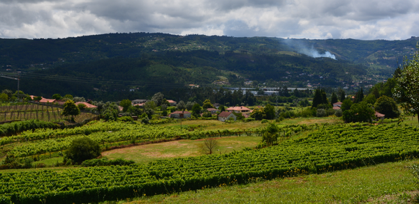 Aphros Wine