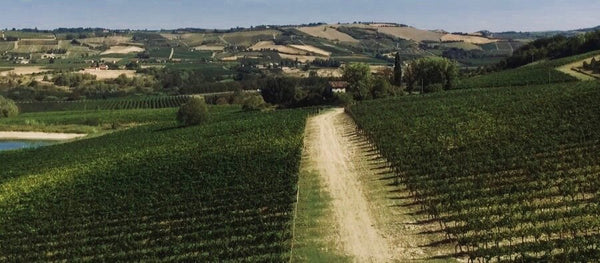 Cantina Cortecchia