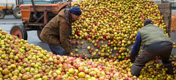 Cidre Kerné