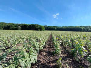 Champagne Michel Laval