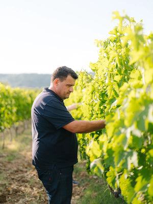 Arktos Elevation Vineyards