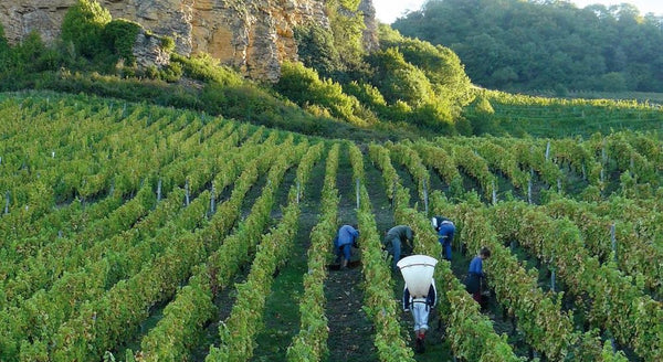 Domaine Berthet-Bondet