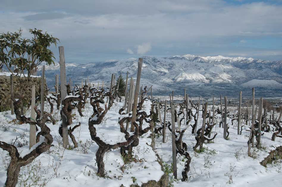 Tenuta delle Terre Nere